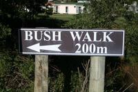 Pongaroa Bush Walk